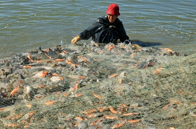 河北豐南:生態(tài)水產(chǎn)養(yǎng)殖助增收