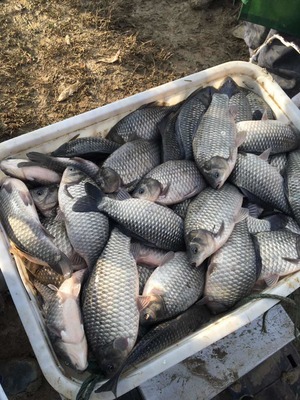 大龍水產品養殖專業合作社專供垂釣中心、鯽魚、鳊魚、青魚_鯽魚價格