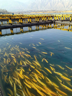 靠水吃"水" 冷水魚養殖帶富一方百姓