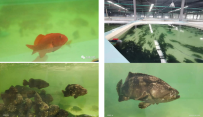 工廠化養石斑魚,每立方米產出35公斤,比傳統養殖模式效益提高3-5倍!