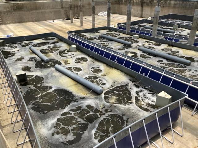 農民年入千萬發財致富好項目,室內水產養殖現場案例你值得擁有!