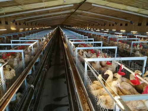 新泰打造北方最大綜合性畜禽食品工業專業園區,肉鴨立體籠養模式成全省標準
