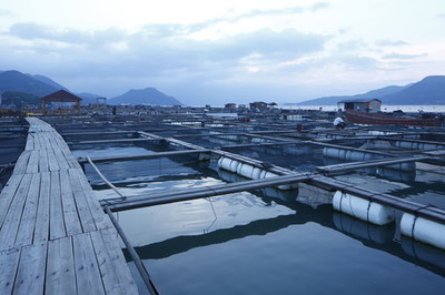 水產紅魚