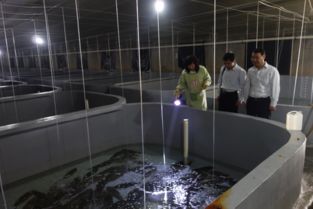 即墨市半滑舌鰨工廠化養殖形勢喜人
