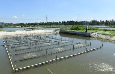 浙江湖州:化養殖尾水為碧水清波