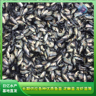 產(chǎn)品圖片_廣州市花都區(qū)赤坭日億水產(chǎn)魚苗養(yǎng)殖場(chǎng)