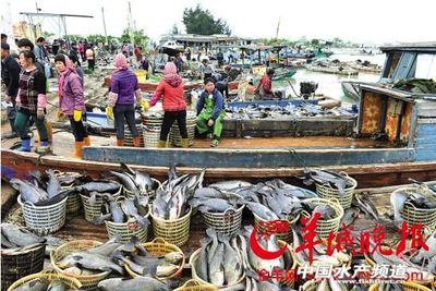 官方發(fā)布:寒災(zāi)已致廣東水產(chǎn)業(yè)損失9.9億元,預(yù)計(jì)回暖過程還將大規(guī)模死亡