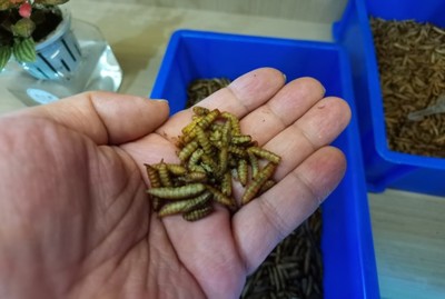 一年減碳117萬噸,上海新一輪垃圾分類滿五年:因?yàn)檎J(rèn)同所以堅(jiān)持