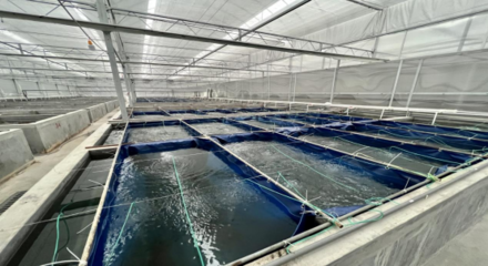 喜報|泰州市第一家省級水產良種場落戶海陵!