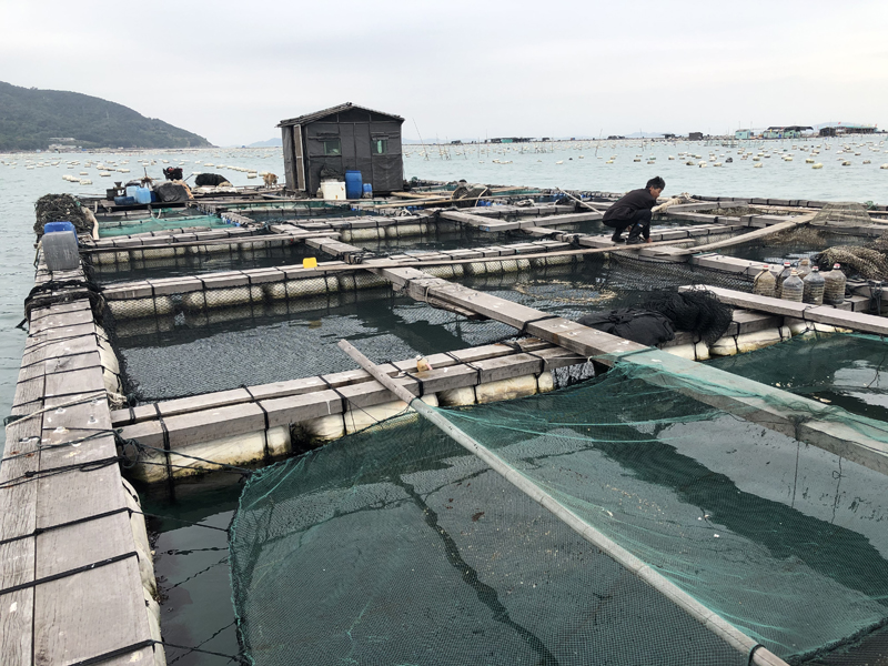 野生新鮮海魚包公魚海鮮水產鮮活海捕石斑魚當天現撈活魚1條1~2斤