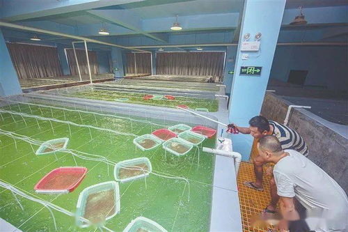 無序發展,產業轉型迫在眉睫 產值8.1億的 蝦苗谷 要壯士斷腕
