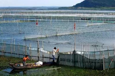 水產養殖,一種可持續的發家致富之道
