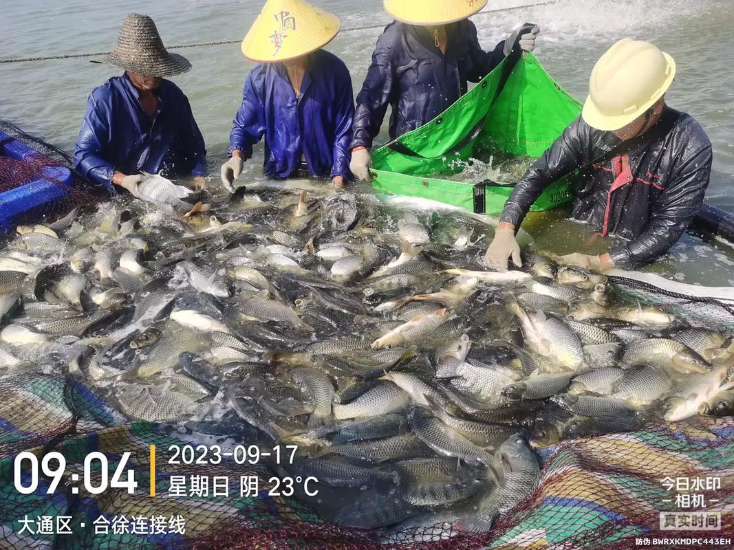 養魚好飼料,淮南海大造.#水產養殖 #水產人 #淡水魚 #特