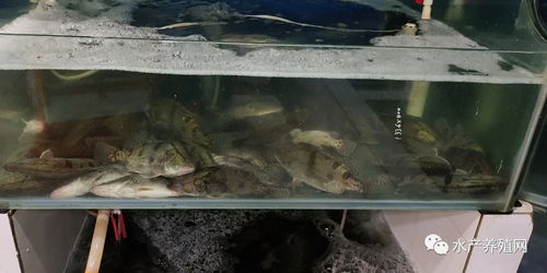 鱖魚比去年便宜20元,養殖戶心在滴血 上旬加州鱸價格略有上漲