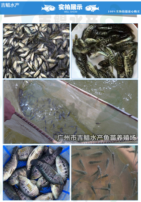 廣東魚苗場批發活體魚苗 淡水石斑魚苗 石斑魚苗(全國發貨)包郵