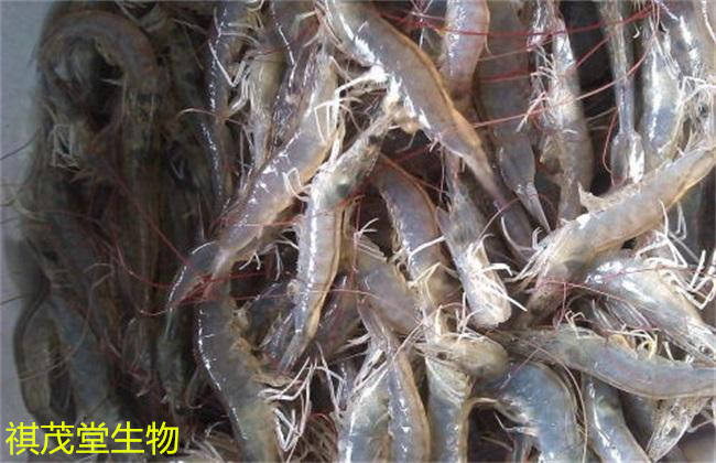 杜仲提取物在水產養殖的應用